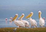 Lake Nakuru National Park