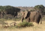 Amboseli Flying Safari