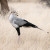 Bird Watching In Kenya  | Kenya Birding Safaris